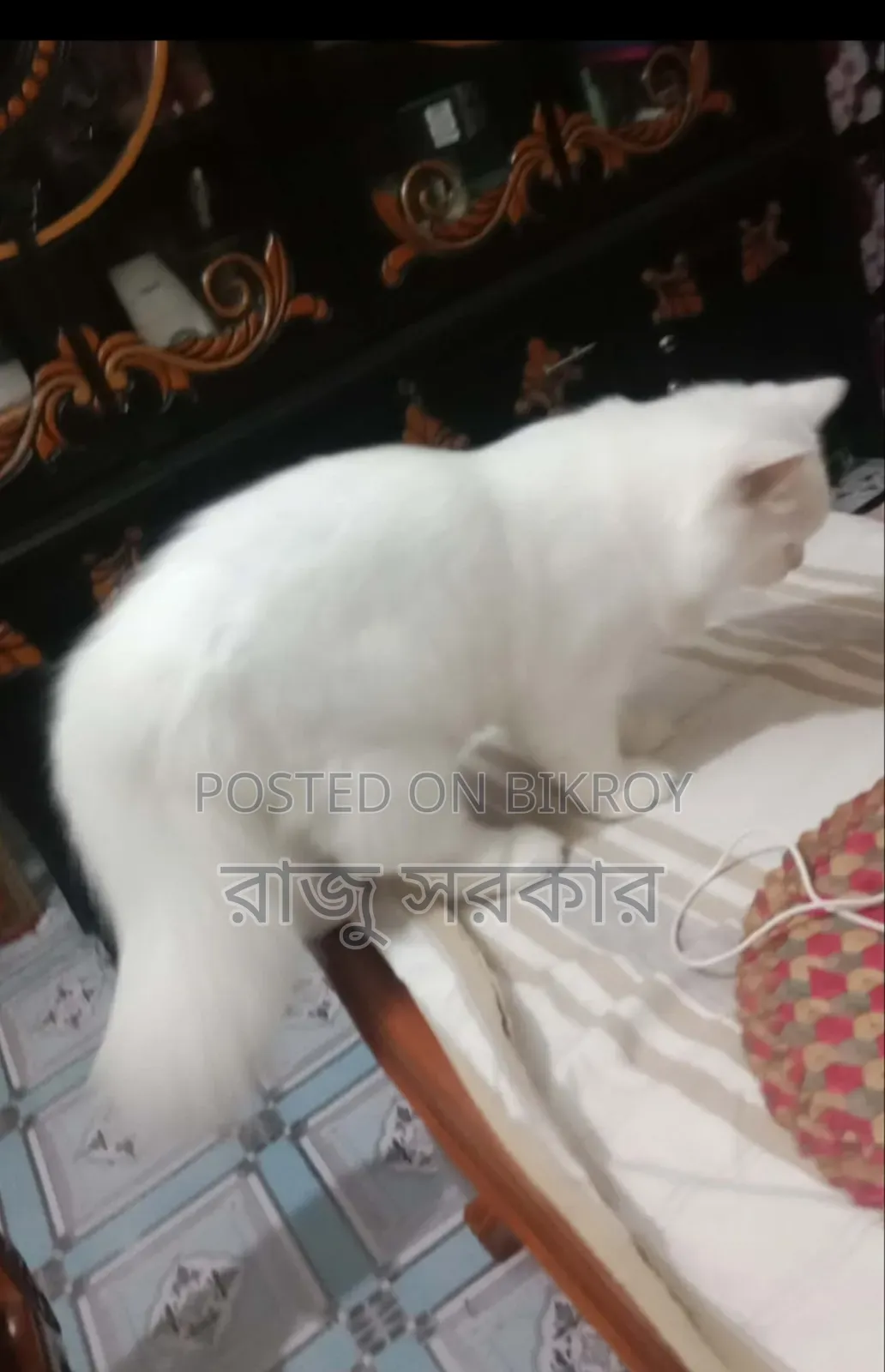3-6 Months Male Purebred Persian