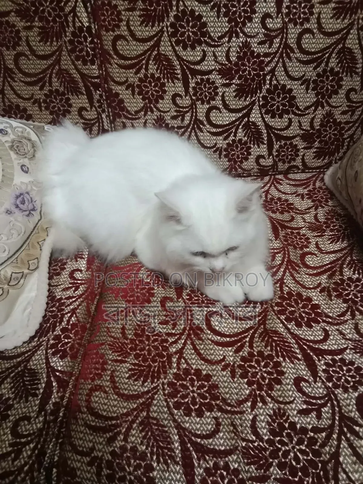 3-6 Months Male Purebred Persian