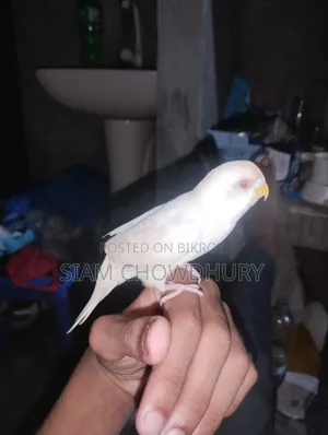 Lutino Pied Budgie