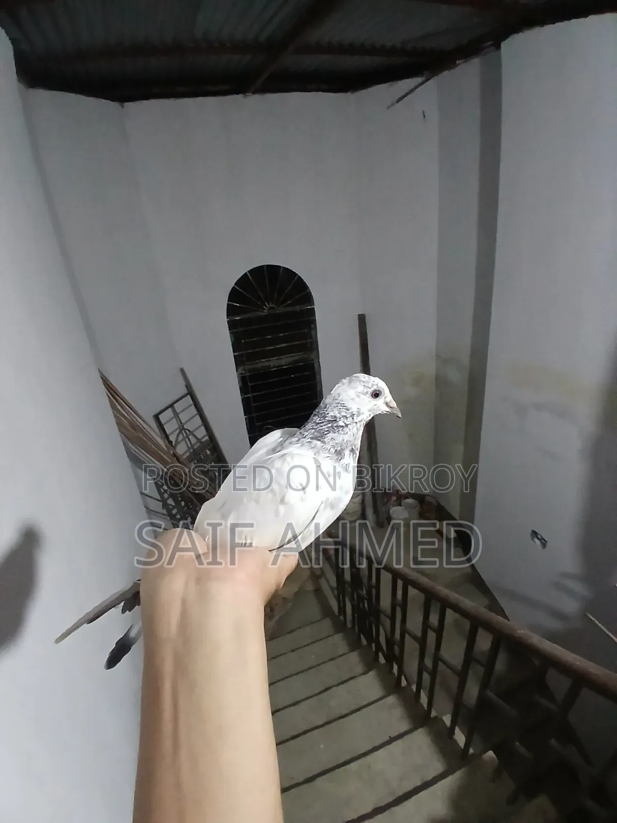 Female Pigeon Sylhet