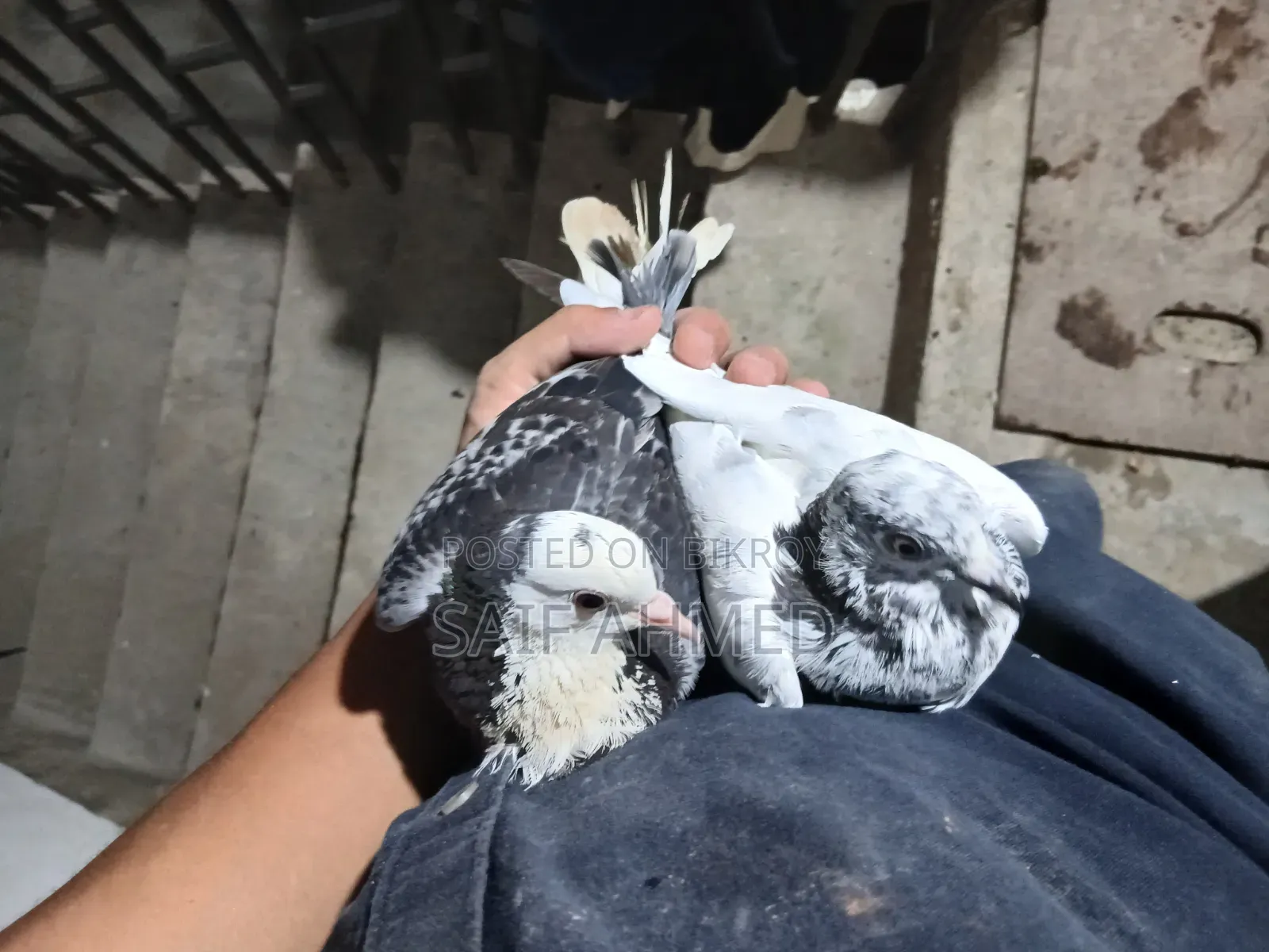 Female Pigeon Sylhet