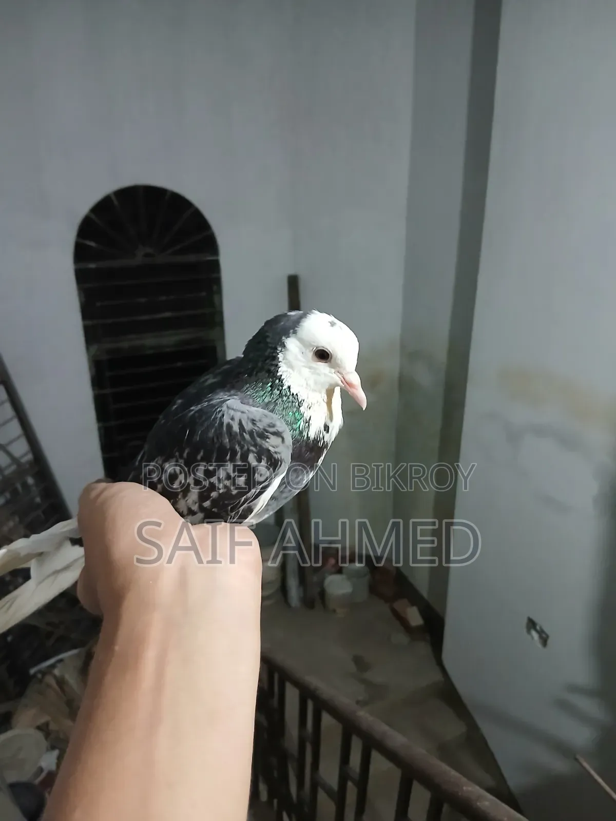 Female Pigeon Sylhet