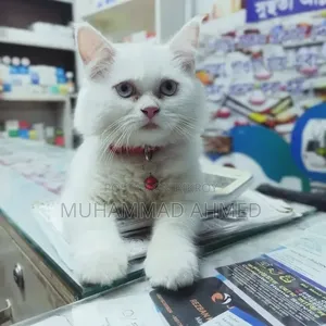 3-6 Months Female Purebred Persian Cat