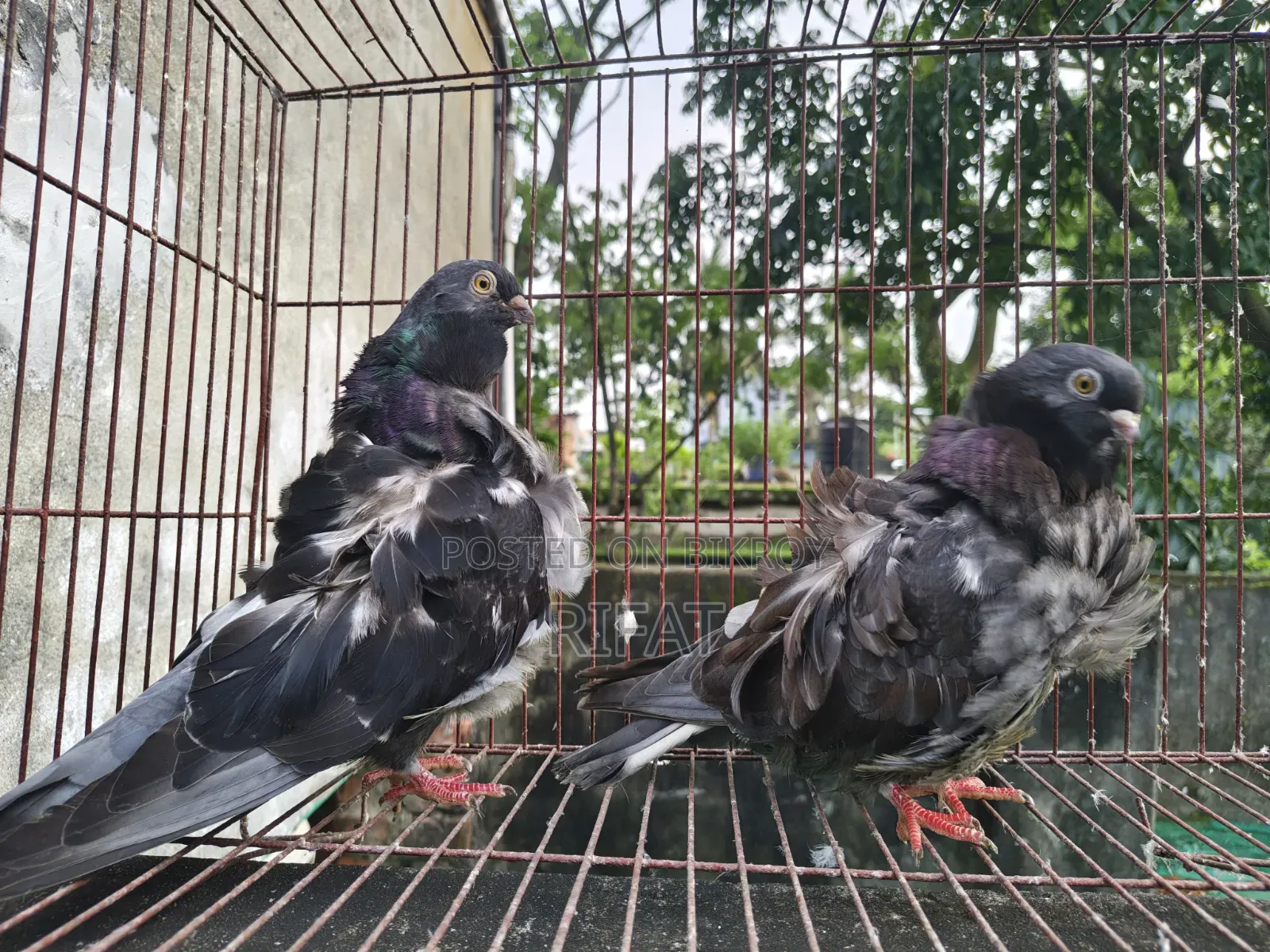 স্প্যানিশ চোরেরেস