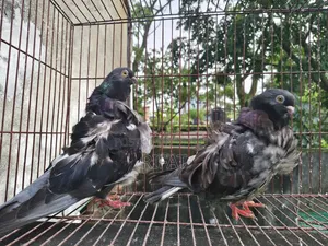 স্প্যানিশ চোরেরেস