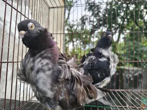 স্প্যানিশ চোরেরেস