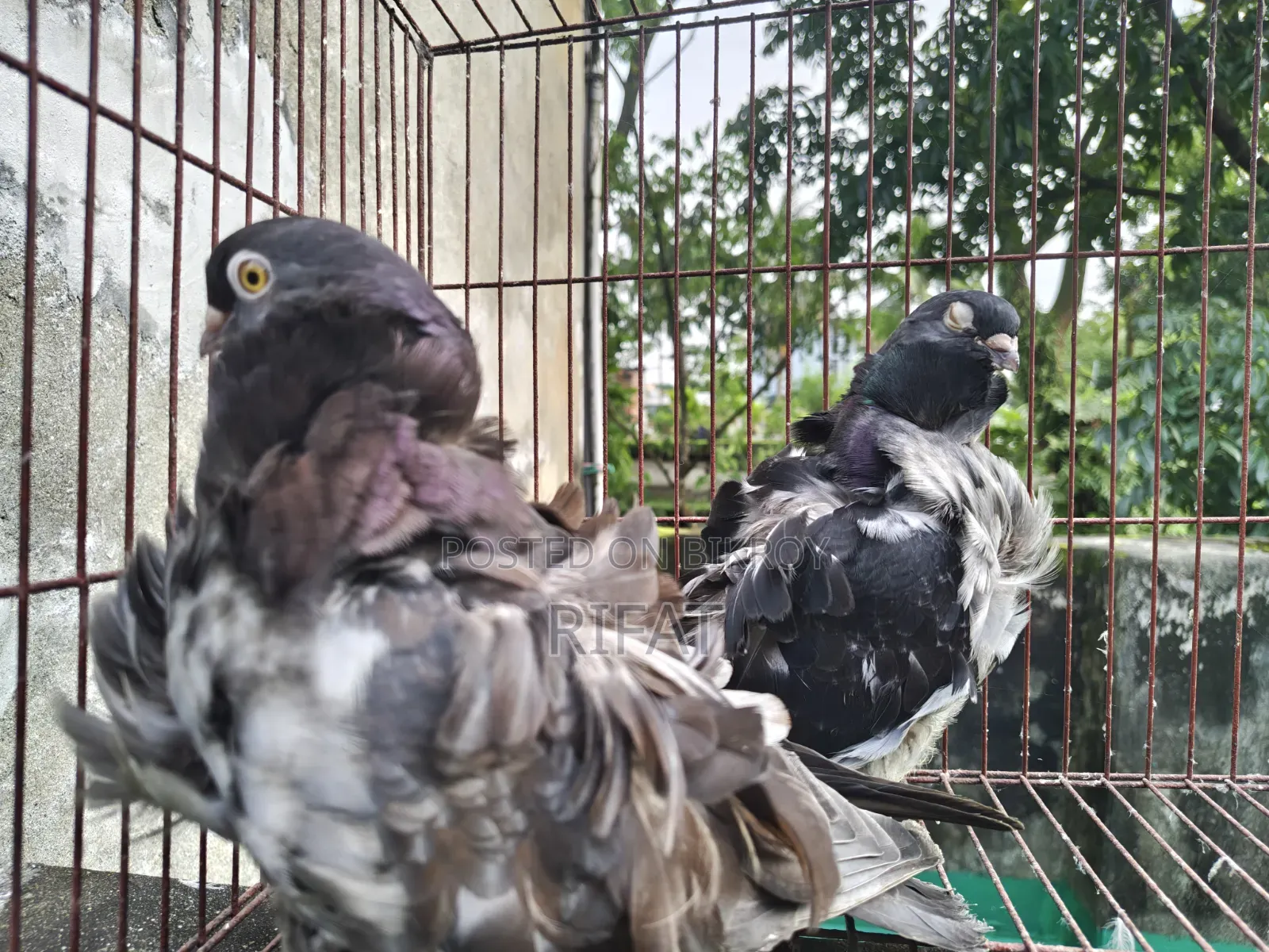 স্প্যানিশ চোরেরেস