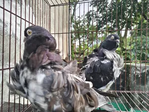 স্প্যানিশ চোরেরেস