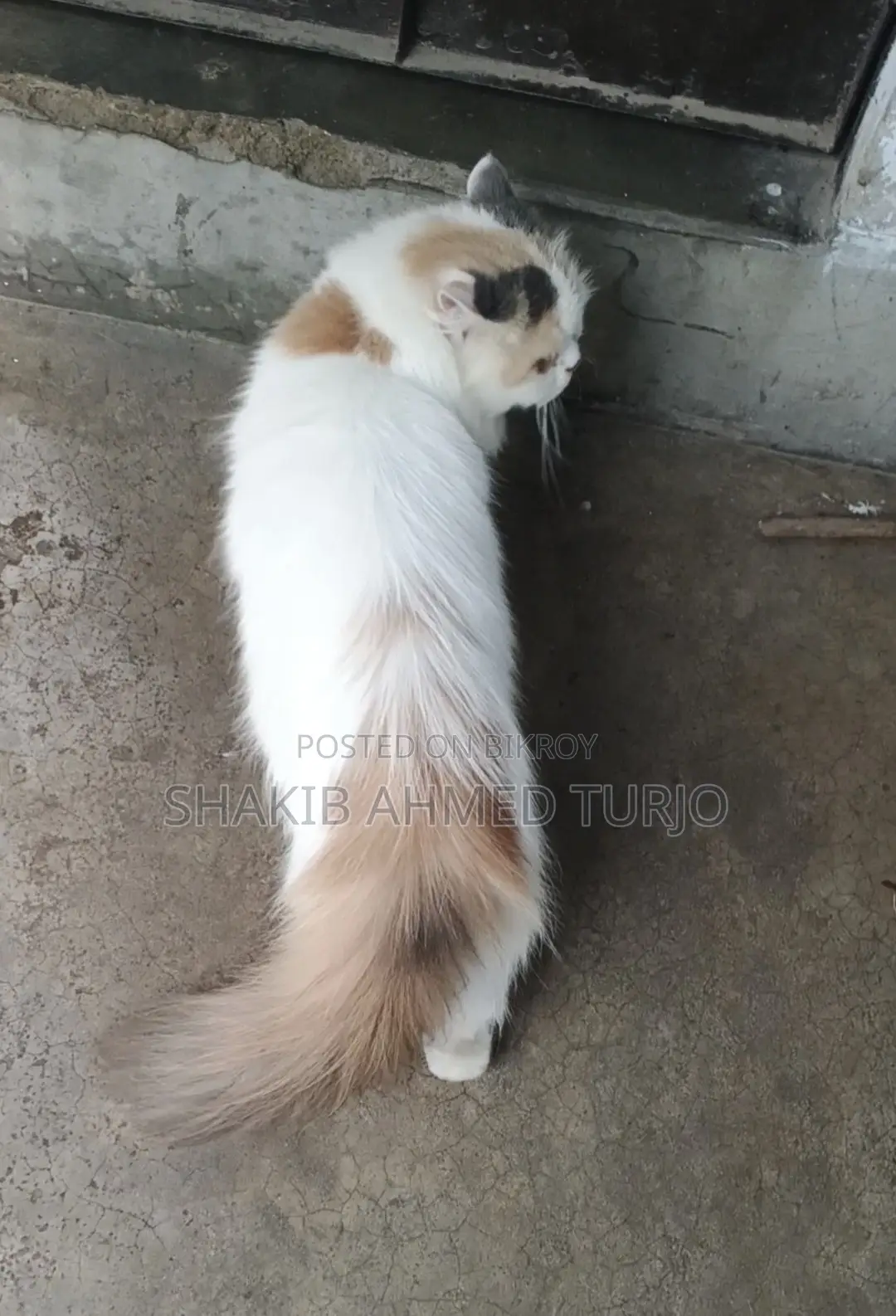 ৬-১২ মাসের পুরুষ বিশুদ্ধ জাতের কোরাত বিড়াল