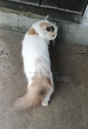 ৬-১২ মাসের পুরুষ বিশুদ্ধ জাতের কোরাত বিড়াল