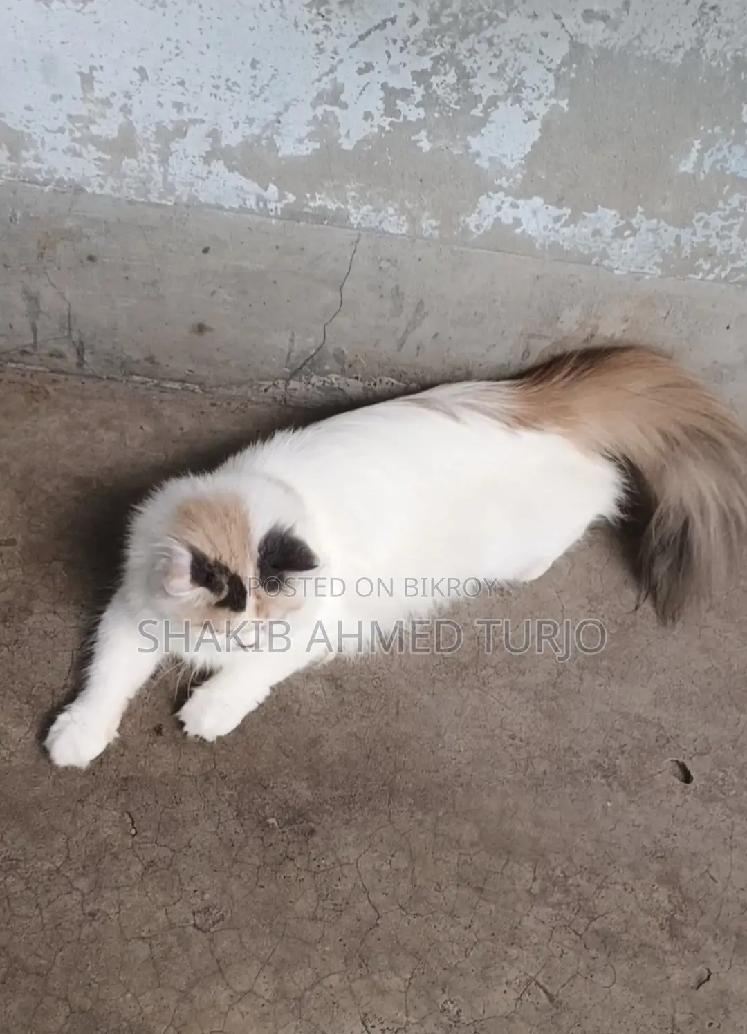 ৬-১২ মাসের পুরুষ বিশুদ্ধ জাতের কোরাত বিড়াল