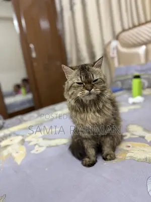 1+ Year Female Purebred Persian