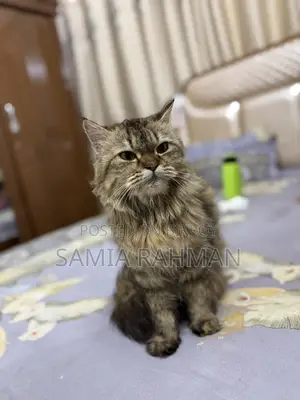 1+ Year Female Purebred Persian