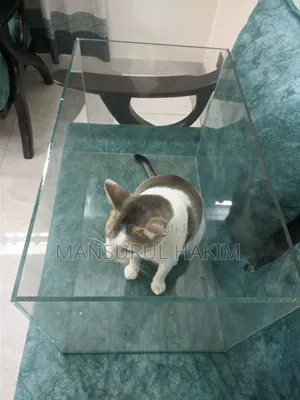 একুরিয়াম ট্যাংক Aquarium Tank Sell