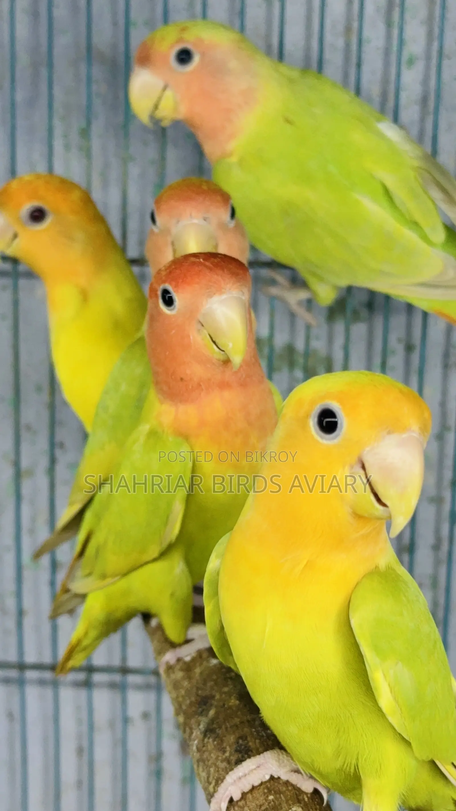 Opline Lovebirds