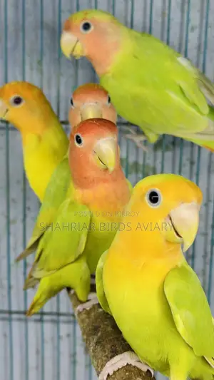 Opline Lovebirds