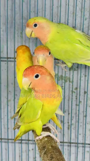 Opline Lovebirds