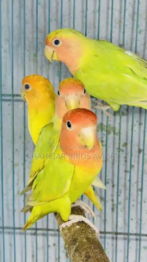 Opline Lovebirds