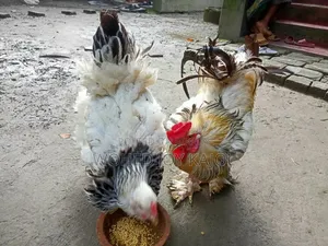 লাইট ব্রাউন চিকেন