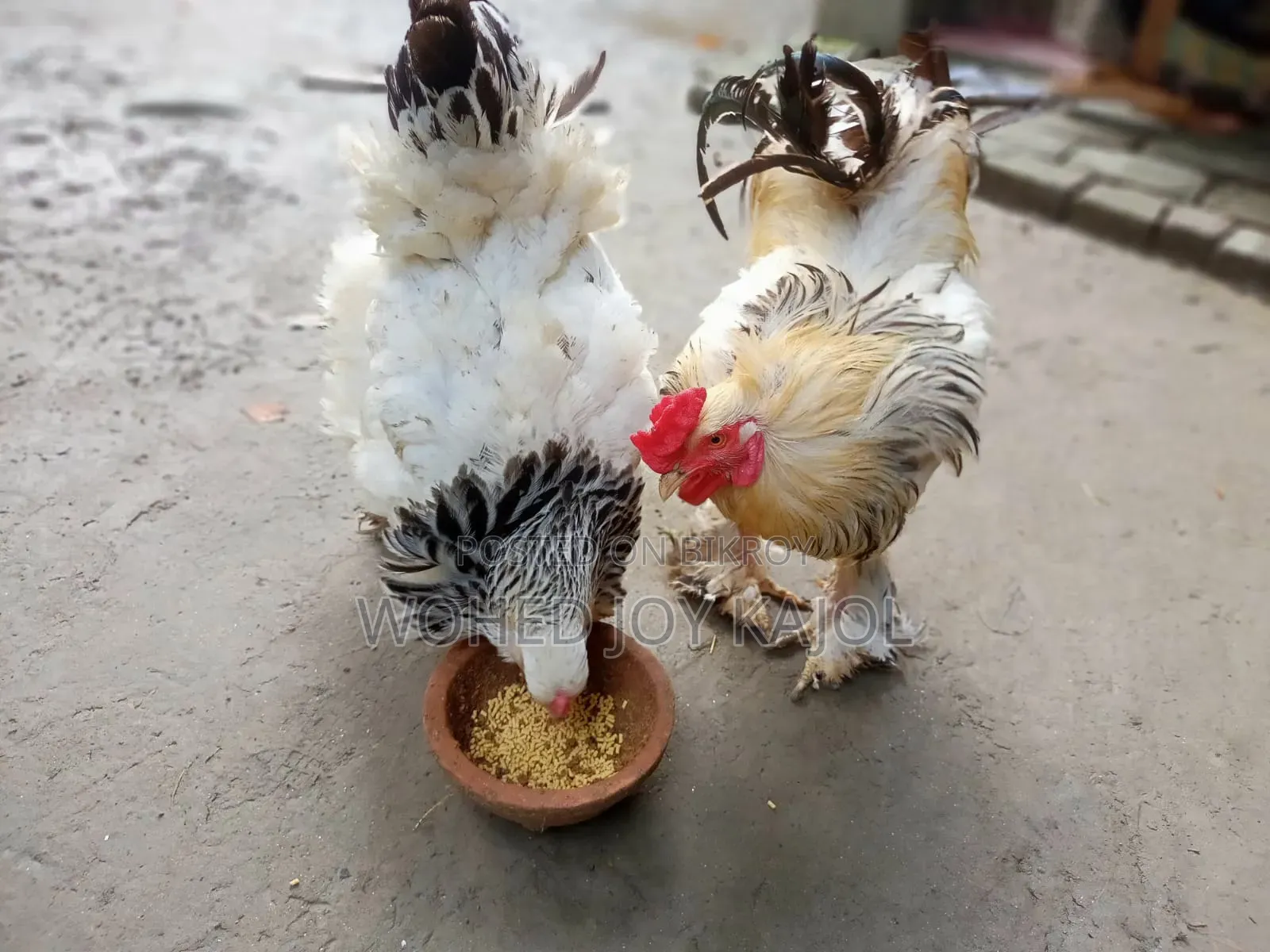 লাইট ব্রাউন চিকেন