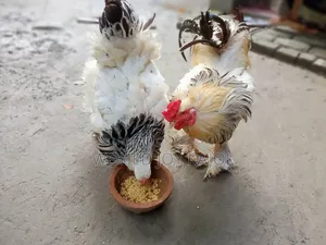 লাইট ব্রাউন চিকেন