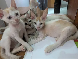 ১-৩ মাসের মেল পিউরব্রেড বেঙ্গল