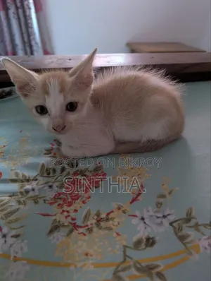 ১-৩ মাসের মেল পিউরব্রেড বেঙ্গল