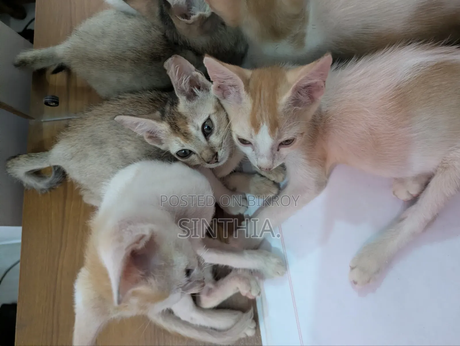 ১-৩ মাসের মেল পিউরব্রেড বেঙ্গল