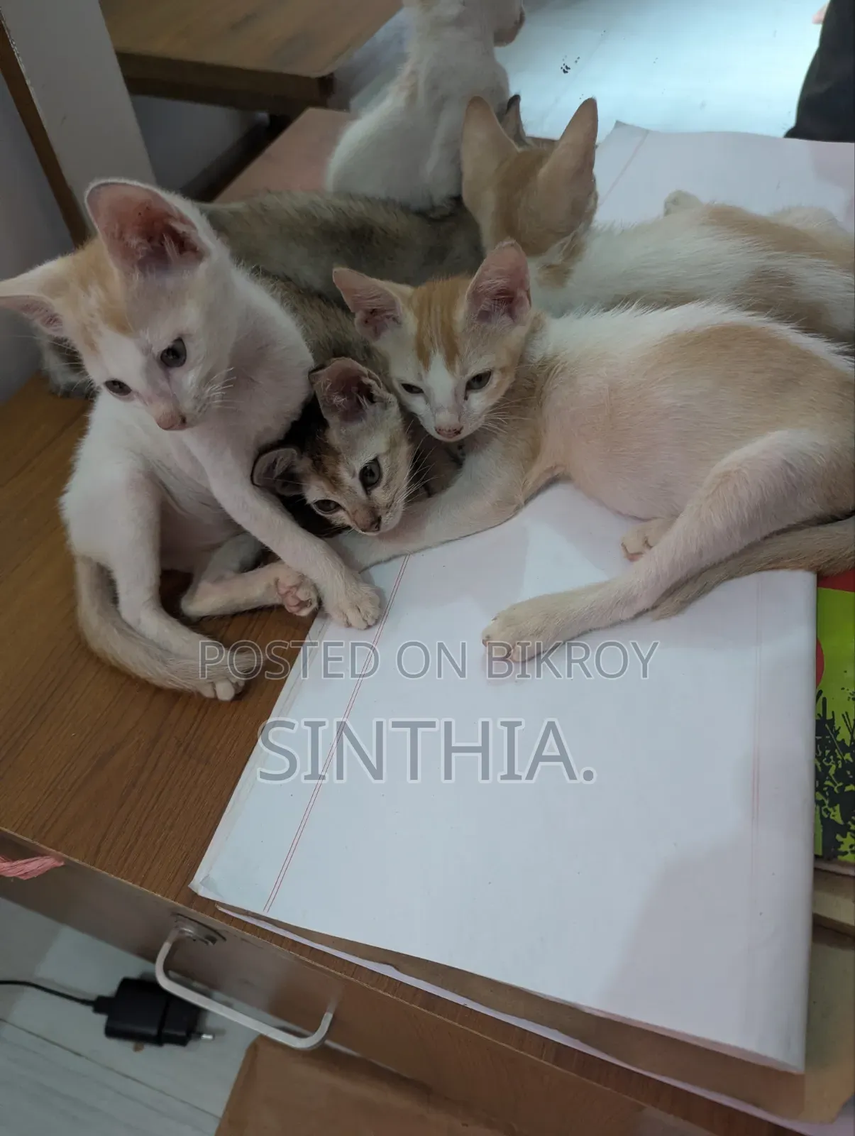 ১-৩ মাসের মেল পিউরব্রেড বেঙ্গল