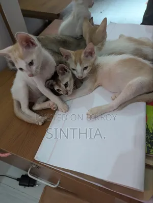 ১-৩ মাসের মেল পিউরব্রেড বেঙ্গল