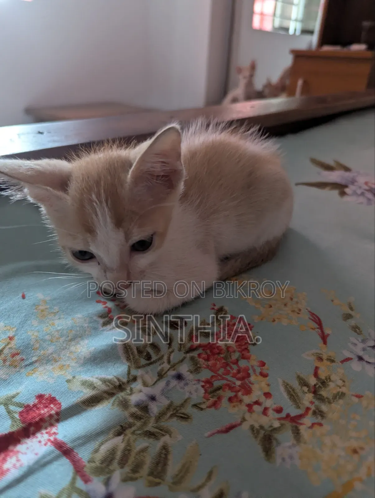 ১-৩ মাসের মেল পিউরব্রেড বেঙ্গল