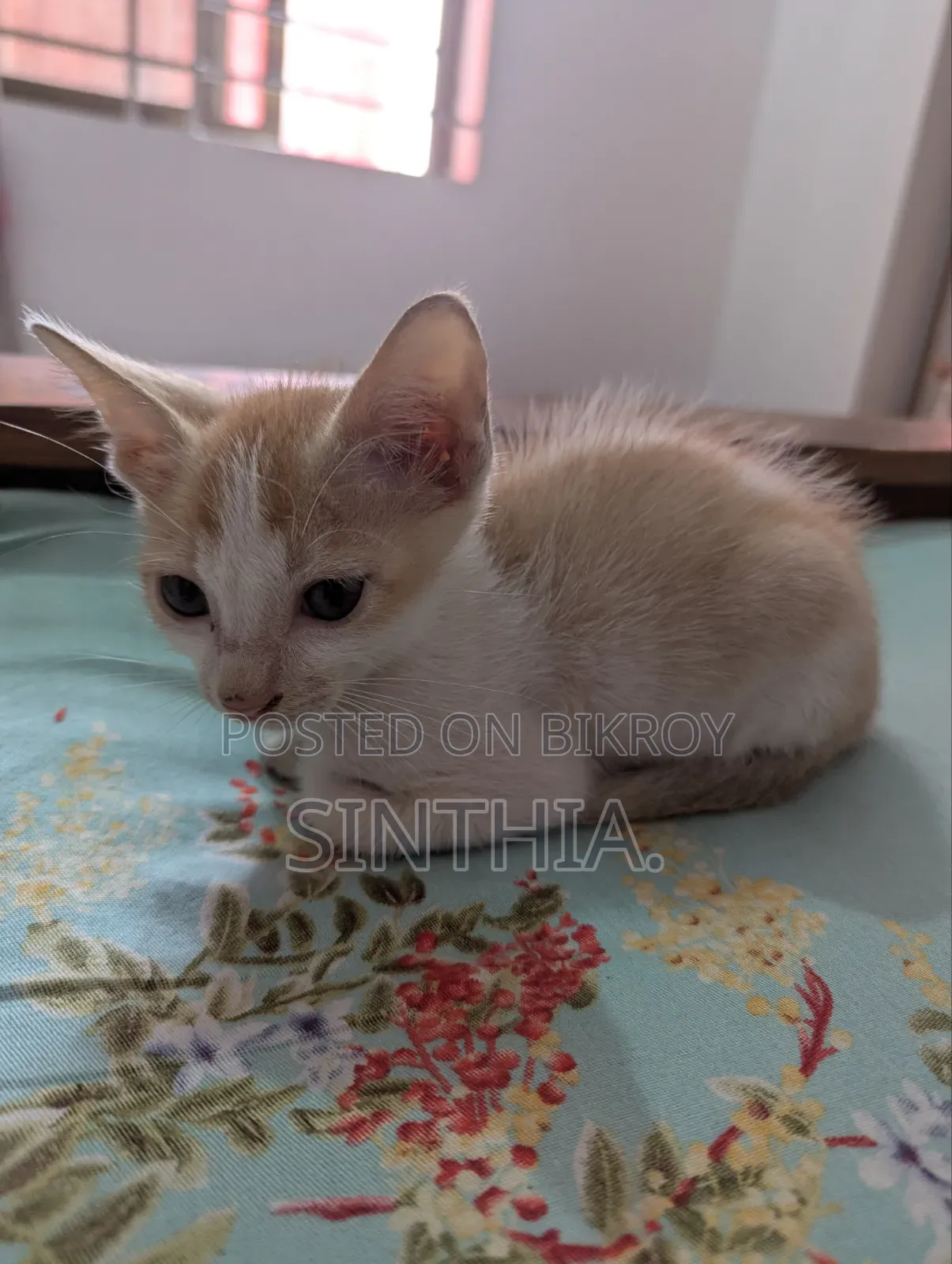 ১-৩ মাসের মেল পিউরব্রেড বেঙ্গল