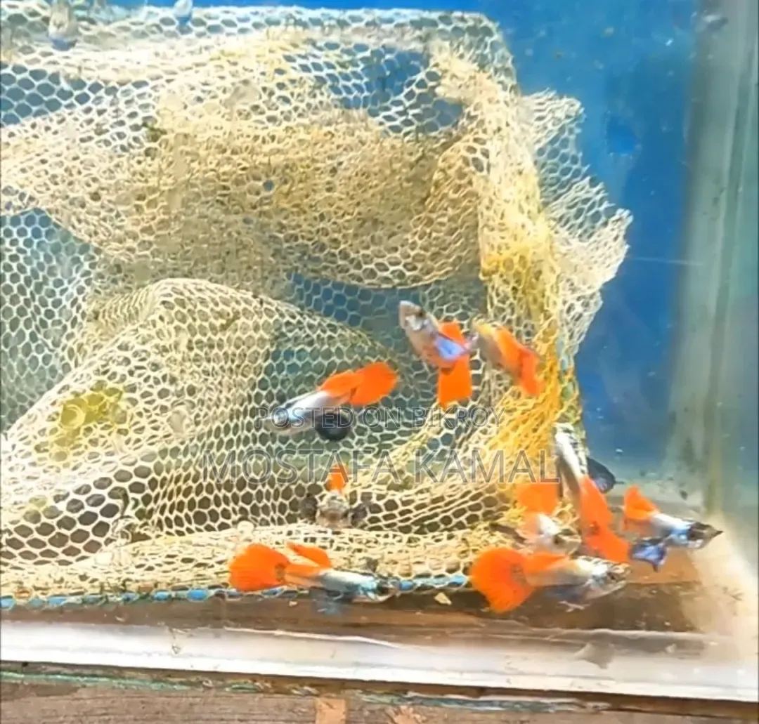 Red Tail Platinum Guppy