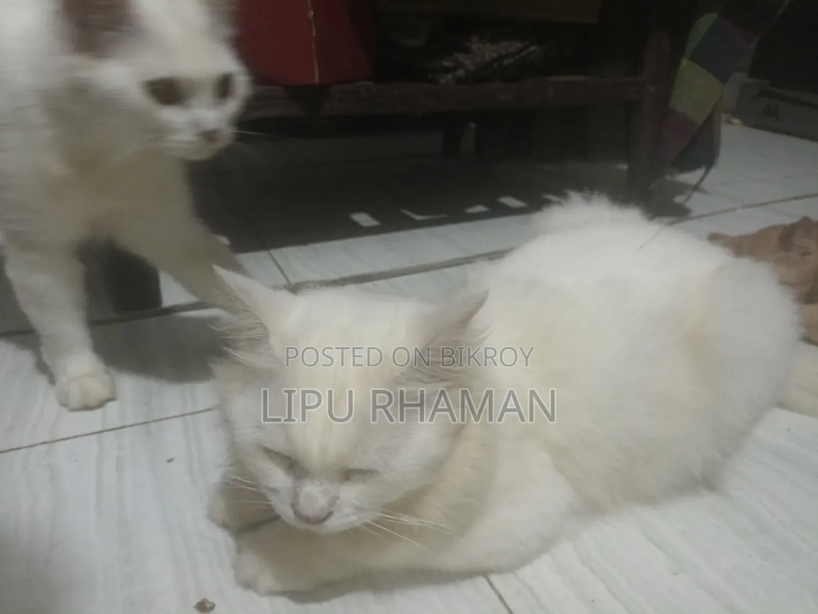 1+ Year Male Purebred Persian