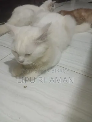1+ Year Male Purebred Persian