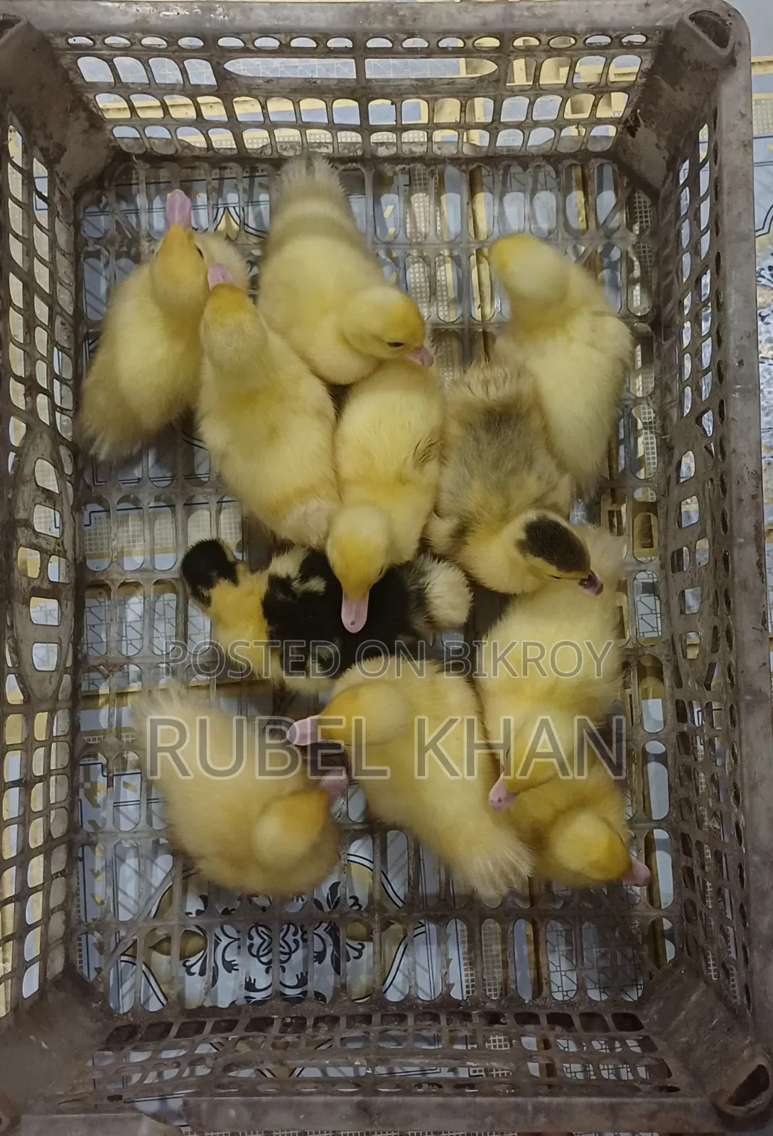 Original Muscovy Duck Ducklings