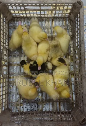 Original Muscovy Duck Ducklings