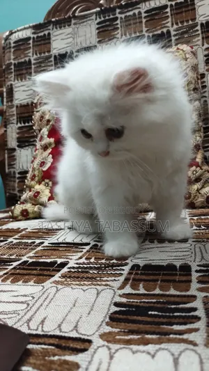 ১-৩ মাসের ফিমেল পিওরব্রেড পার্সিয়ান বিড়াল