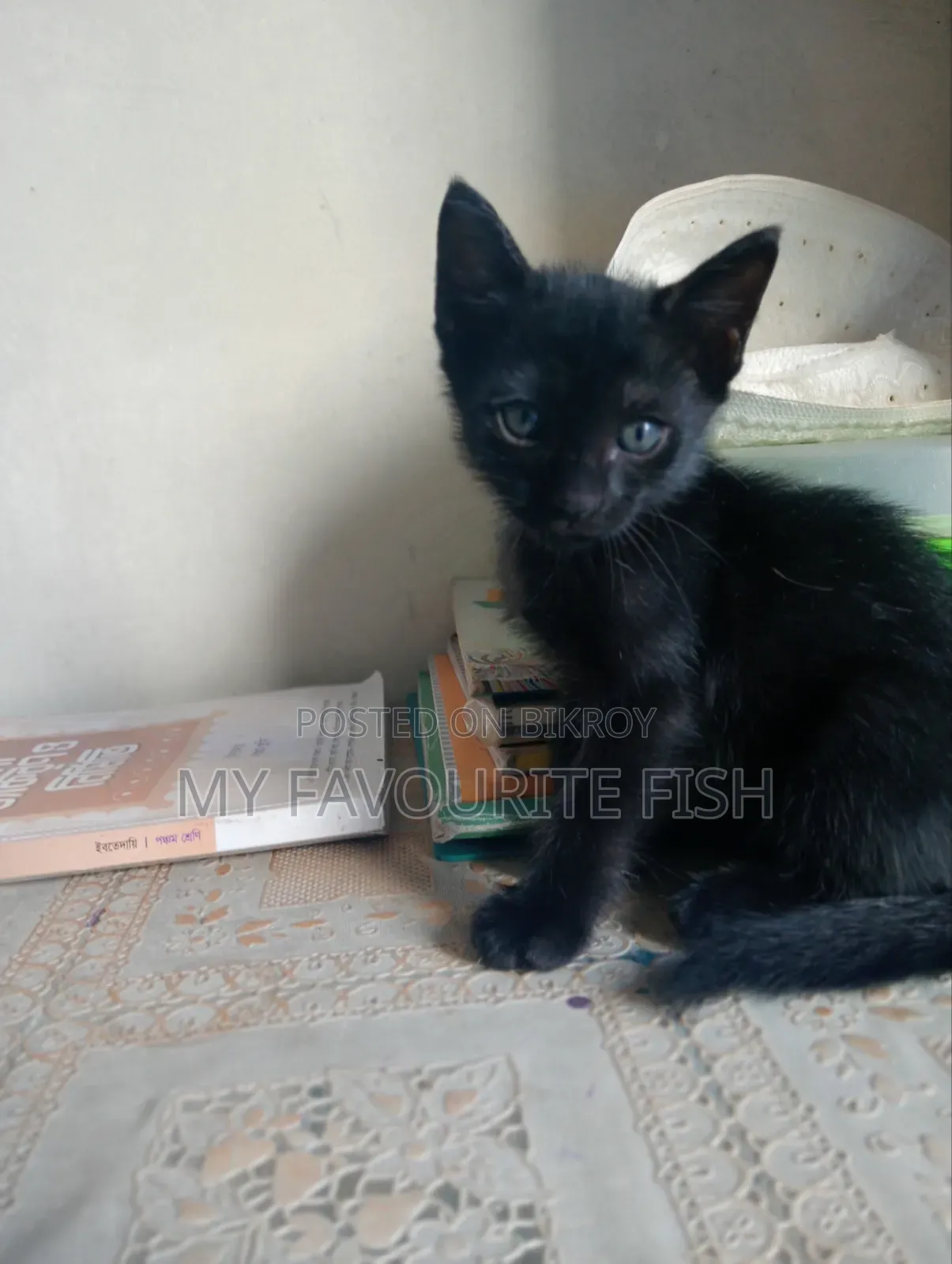 1.5 months Male Mixed Breed Bengal Cat