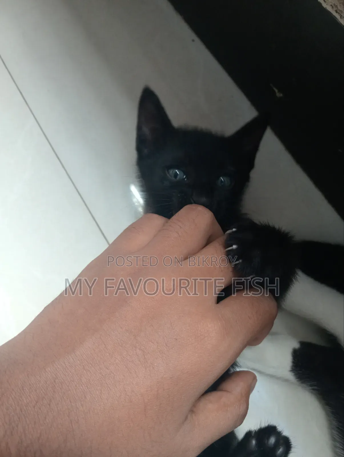 1.5 months Male Mixed Breed Bengal Cat