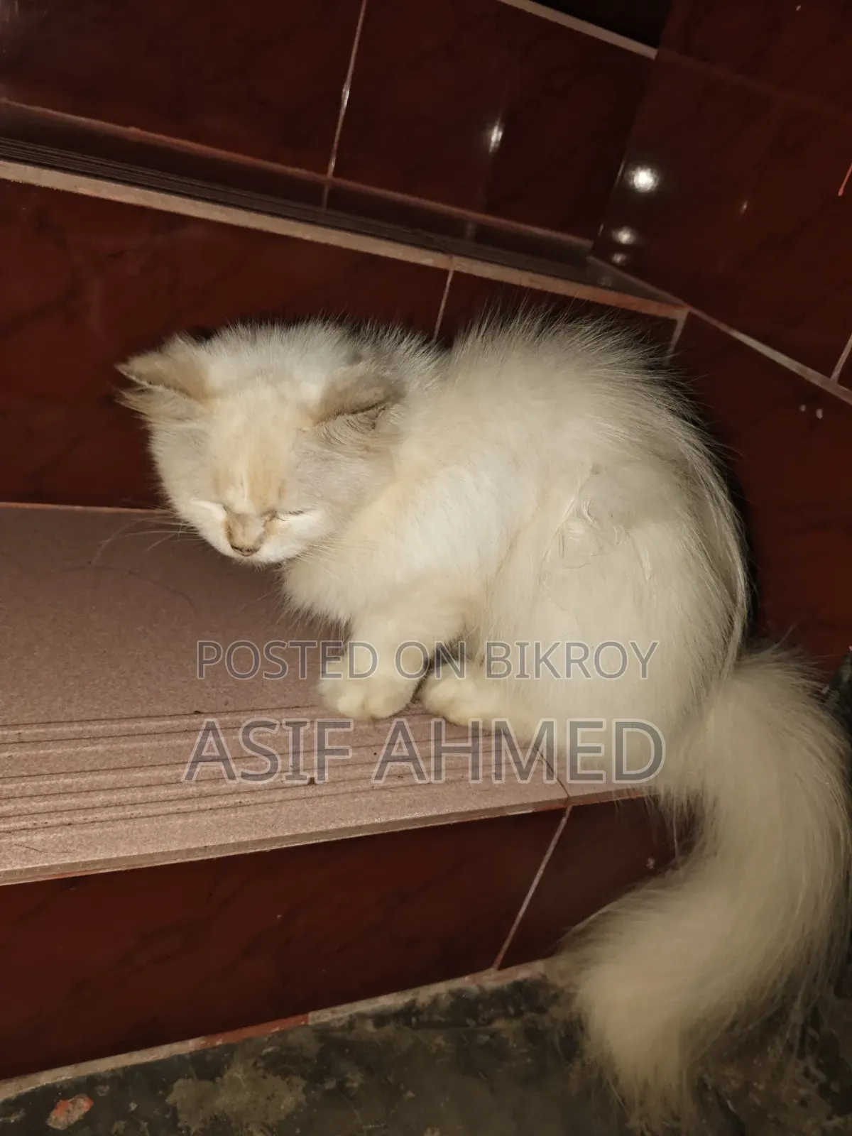 1+ Year Female Purebred Persian Cat