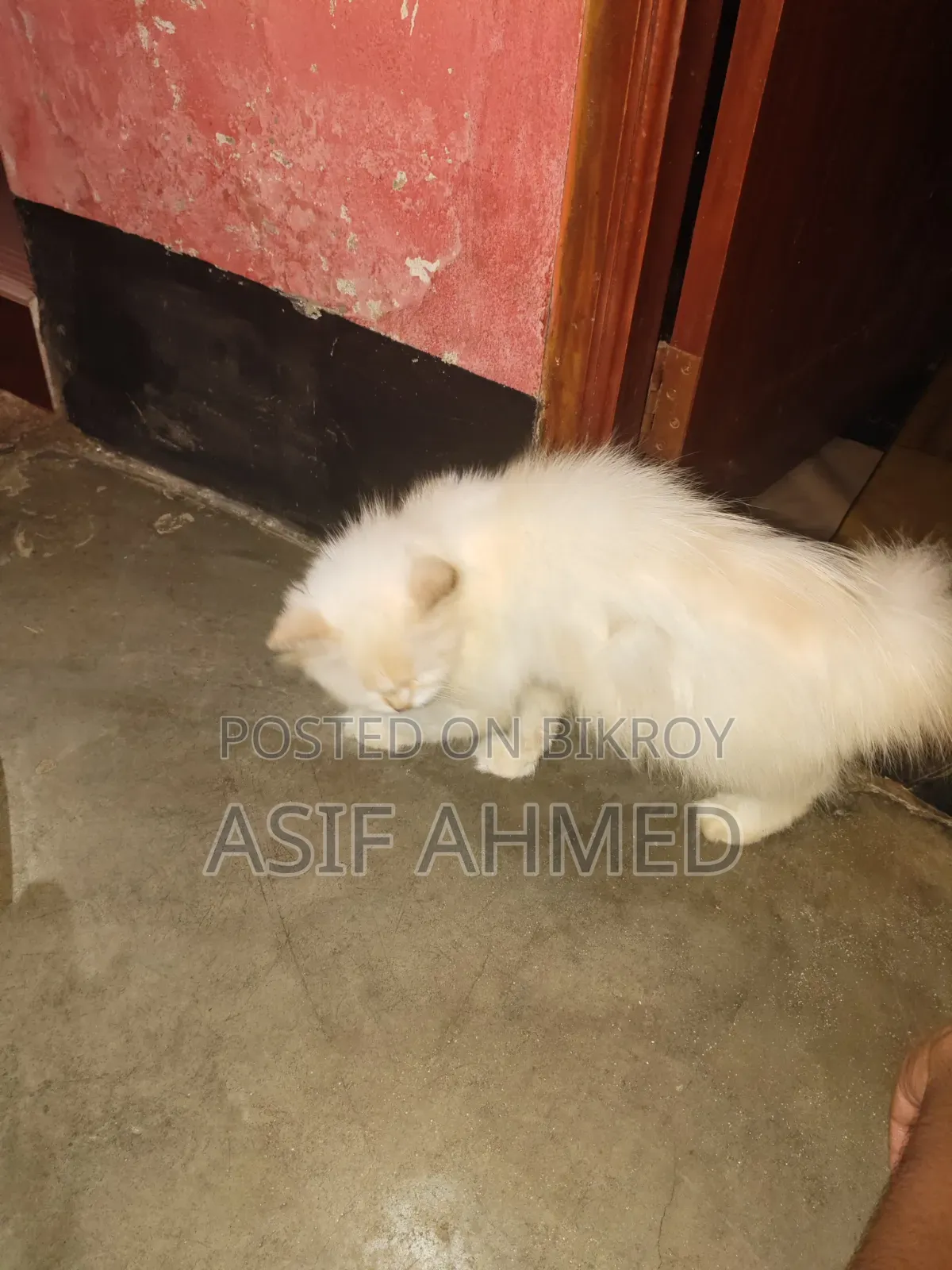 1+ Year Female Purebred Persian Cat