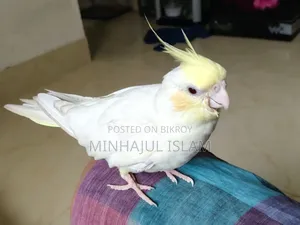 Cockatiel Cream Face Red Eye