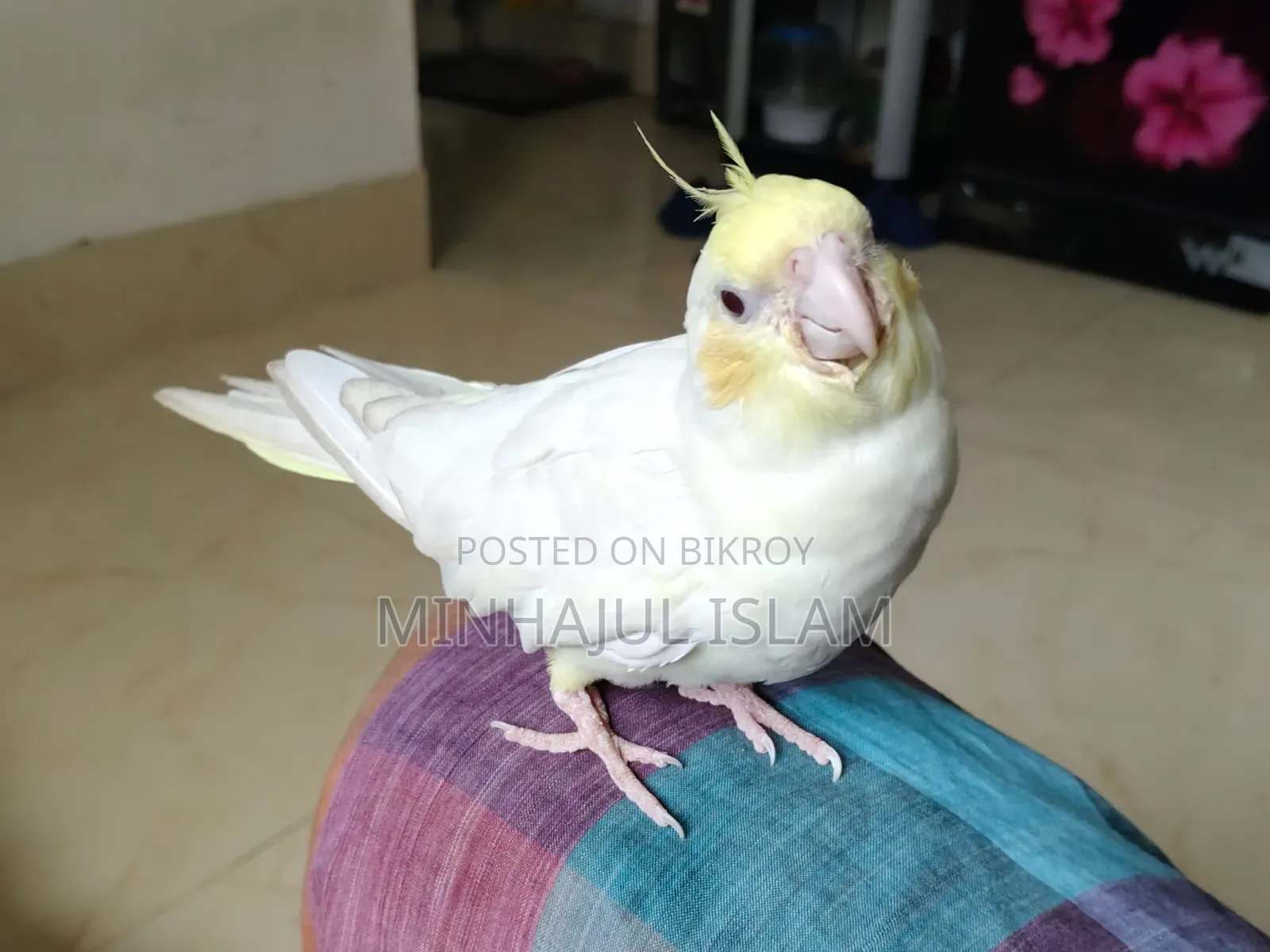 Cockatiel Cream Face Red Eye