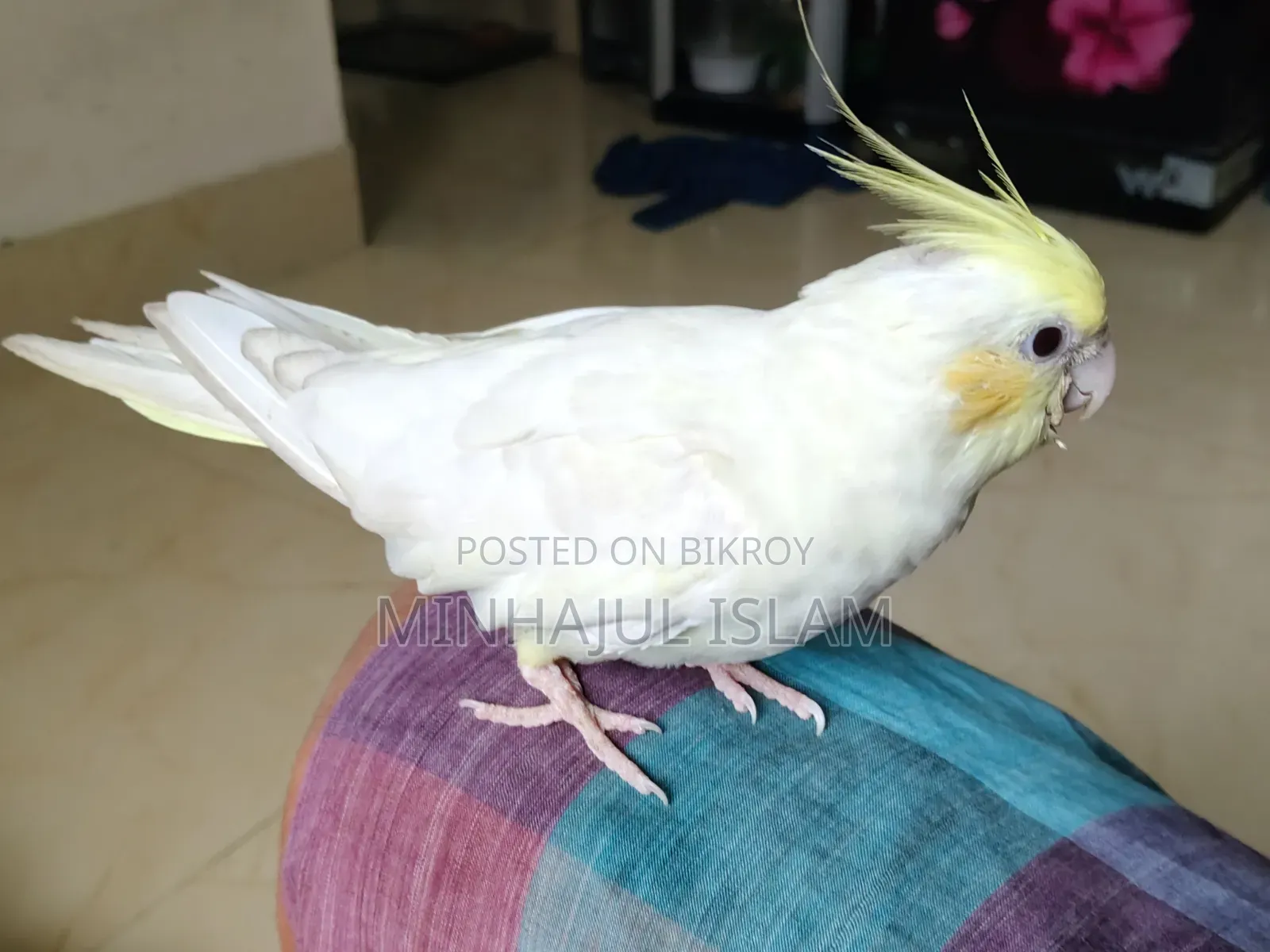 Cockatiel Cream Face Red Eye