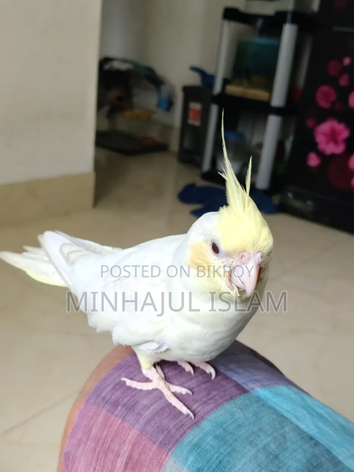 Cockatiel Cream Face Red Eye