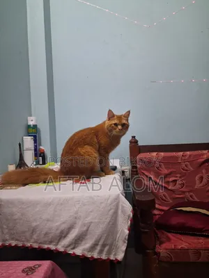 ৬-১২ মাস বয়সি পুরুষ মিক্সড ব্রিড পারসিয়ান