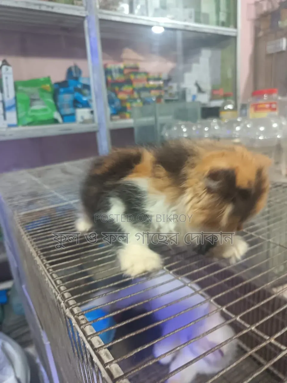 3-6 Months Male Purebred Bombay