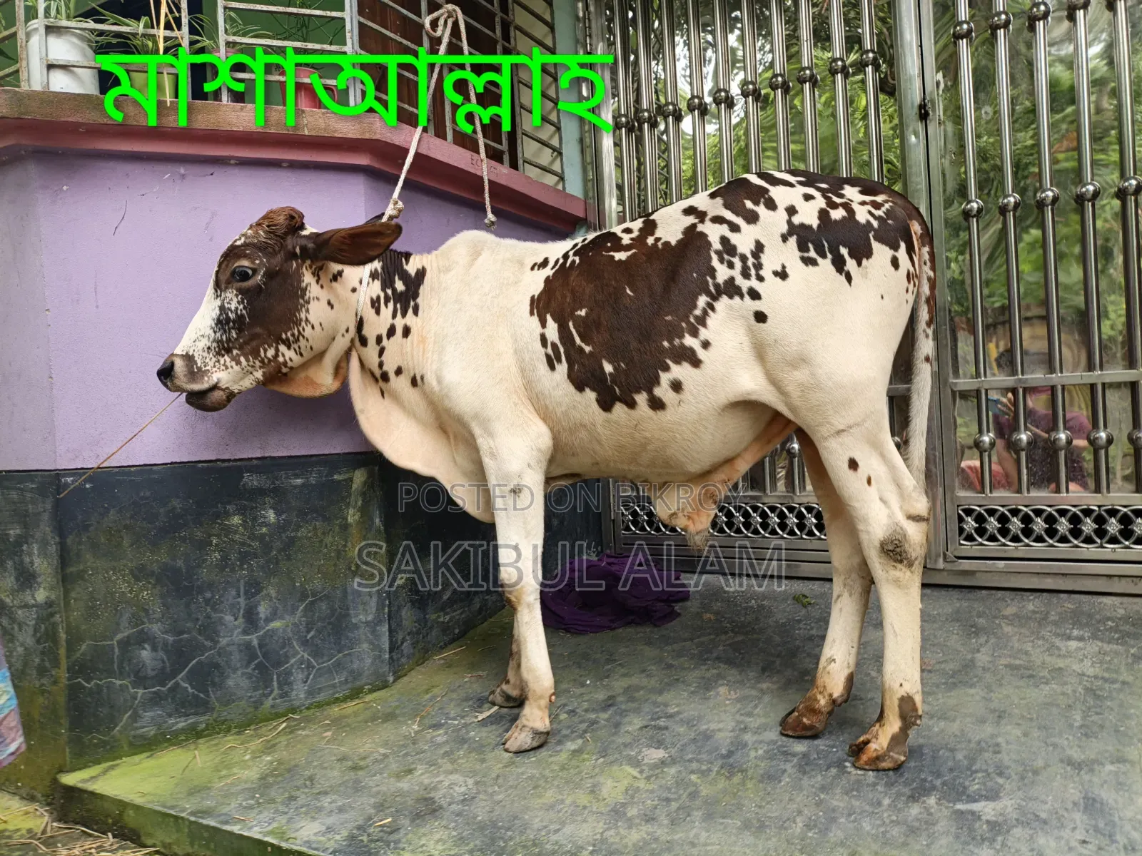 গির ক্রস ষাড় বাচ্চা