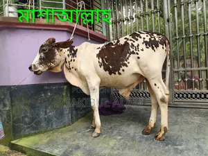 গির ক্রস ষাড় বাচ্চা